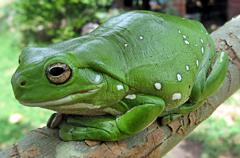 Australia green tree frog (Litoria caerulea)