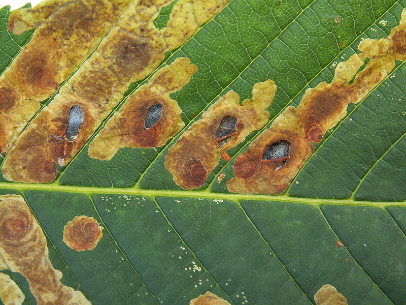Damage caused by the horse-chestnut leaf miner (Cameraria ohridella) 