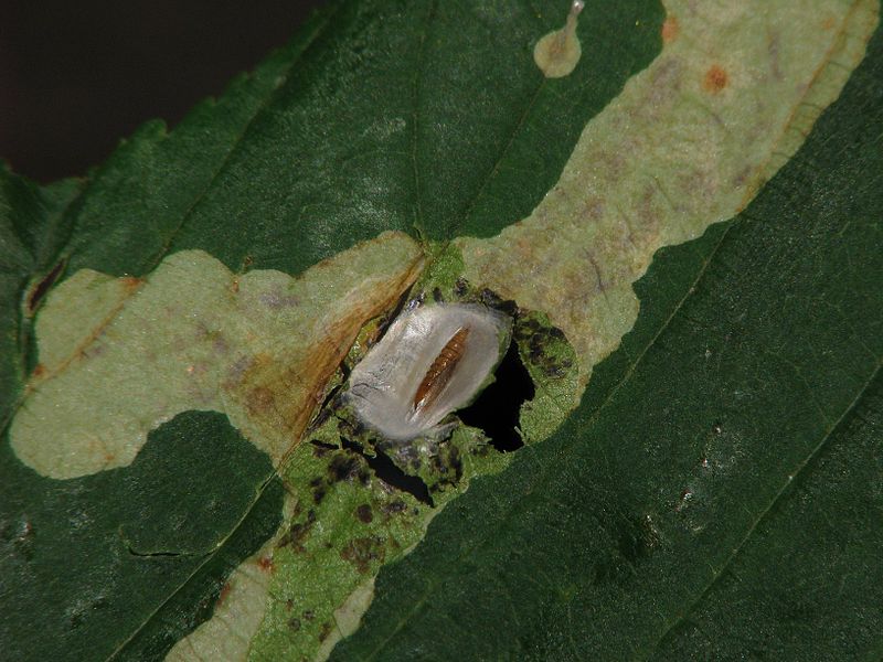 Cameraria ohridella pupa - horse chestnut leaf miner