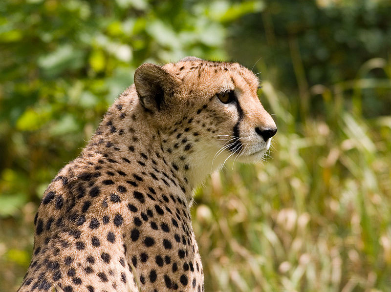 Cheetah (Acinonyx jubatus)