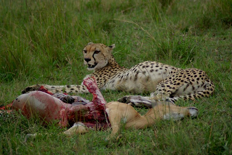 Cheetah (Acinonyx jubatus) with Impala (Aepyceros melampus) that it had recently killed, Masai Mara National Park, Kenya. 