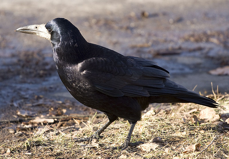 Rook (Corvus frugilegus), Wrocław, Poland, autumn 2007