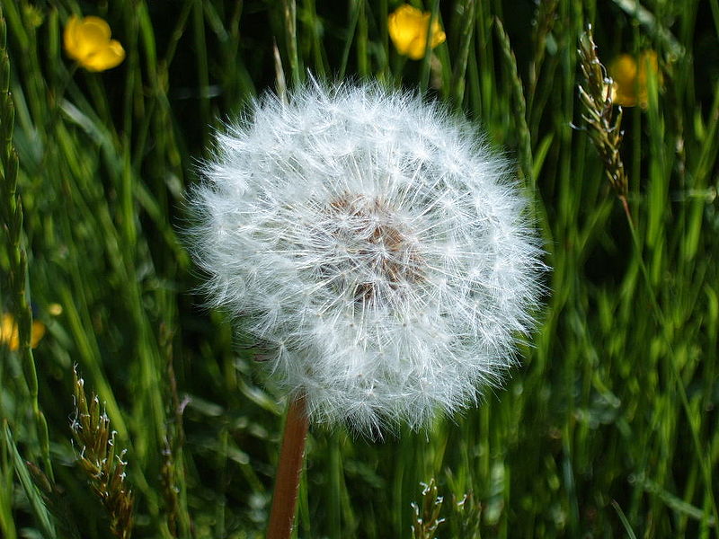 Dandelion clock (Taraxacum officinale)