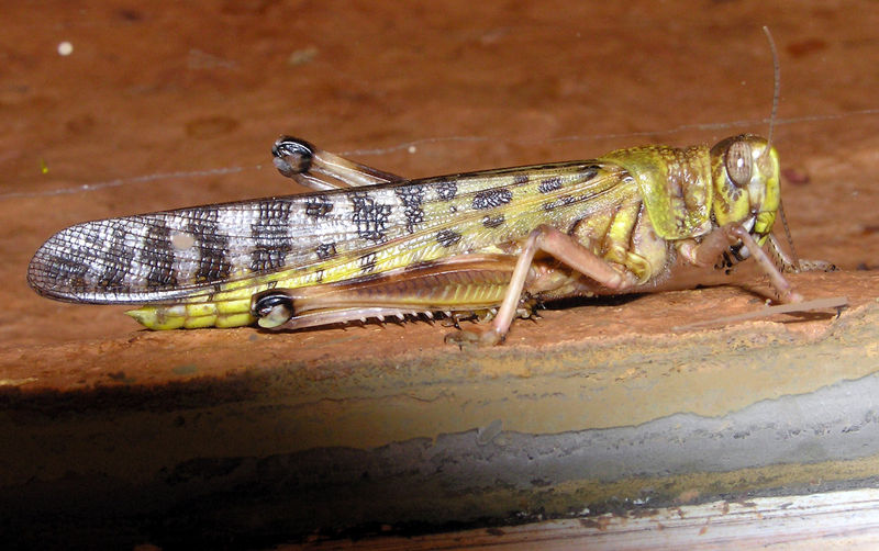 A Desert Locust