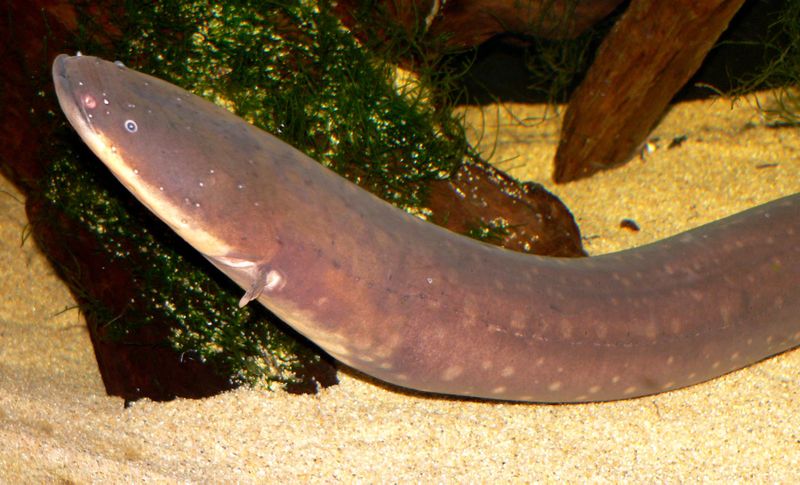 Photo of Electrophorus electricus (electric eel) at the Steinhart Aquarium in San Francisco, taken June 2005