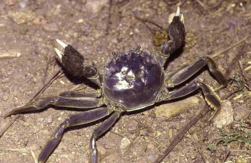 Eriocheir sinensis, Chinese mitten crab. This specimen was found roughly 150 metres from the banks of the Elbe River in the German state of Brandenburg. The carapaces width is estimated at six centimetres.