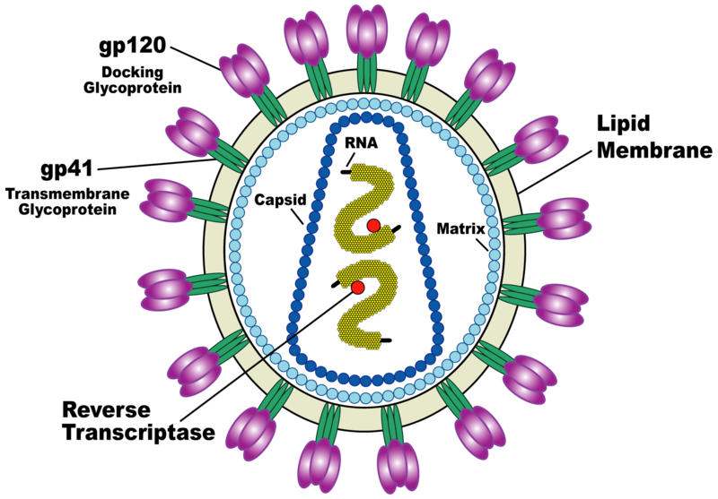 Diagram of the HIV / AIDS virus