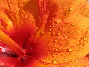 Close up of hibiscus petal, probably Hibiscus rosa-sinensis