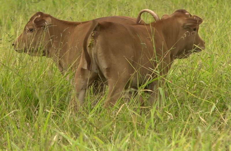 Two clones of the Brazilian Junqueira cow created by Embrapa