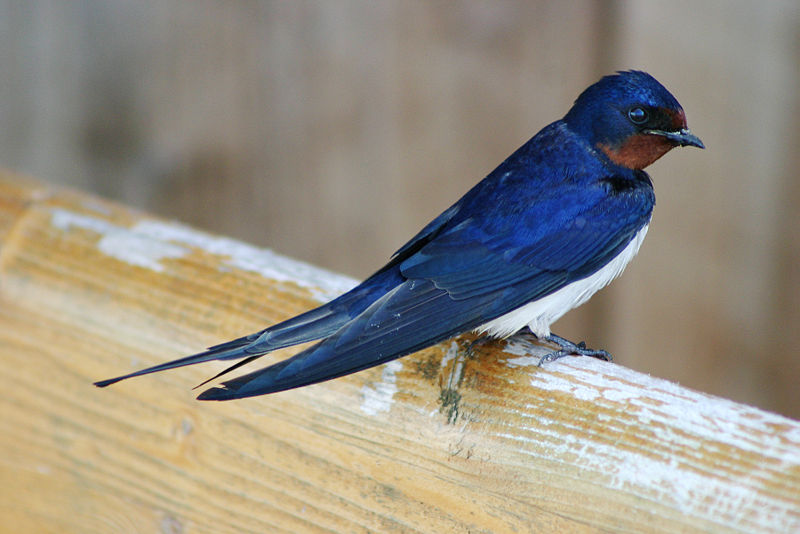 Barn swallow (Hirundo rustica)</p><p>