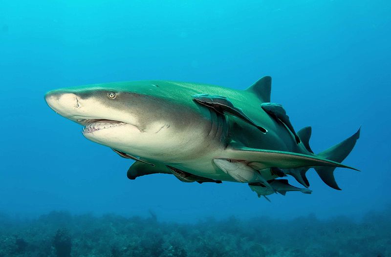 Nurse shark