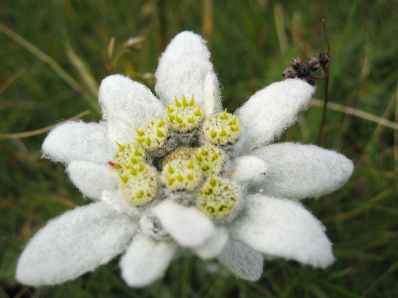 Leontopodium alpinum or edelweiss in the eastern Alps, on the Raxalpe, a mountain in Lower Austria, approx. 1600 m above sea level.