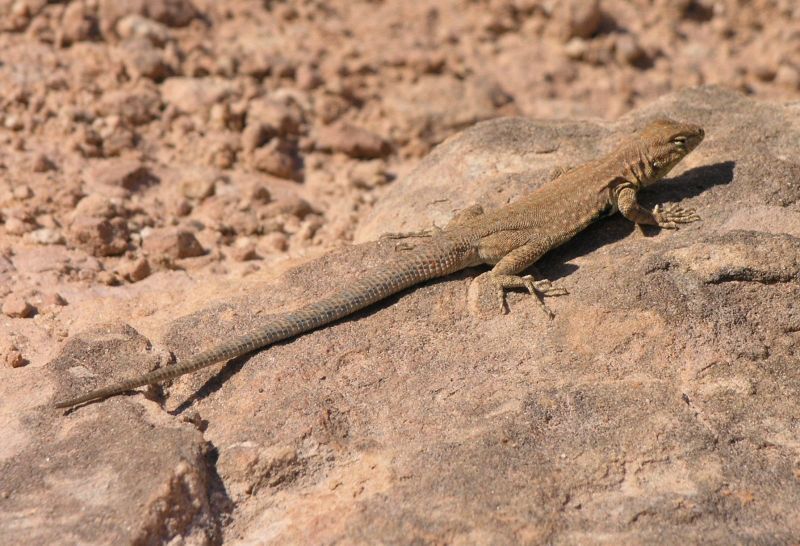 A Lizard Sunning itself on a rock