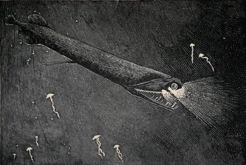 Malacosteus niger
