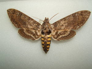 Tobacco Hornworm Moth - Manduca sexta - adult female taken by Shawn Hanrahan at the Texas A&M University Insect Collection in College Station, Texas.