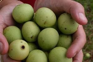 marula fruits 