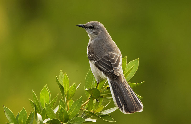 Northern mockingbird (Mimus polyglottos)