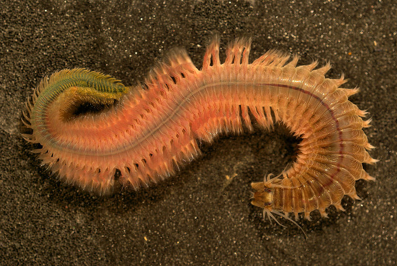 A ragworm