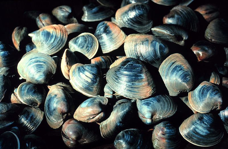 The Northern quahog, Mercenaria mercenaria trives in the muddy sands of estuaries. Vicinity of Georgetown, South Carolina.