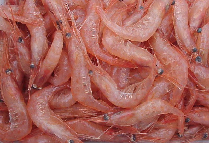 A heap of Pandalus borealis shrimp.