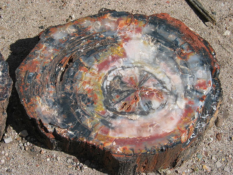 Petrified tree in Petrified Forest National Park, USA.