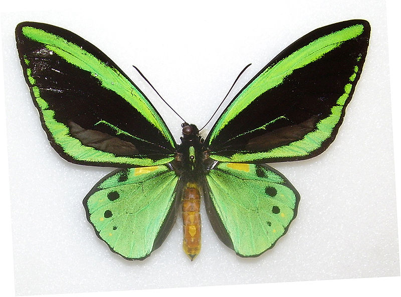 Common green birdwing butterfly