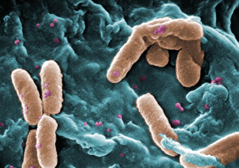 Pseudomonas bacteria