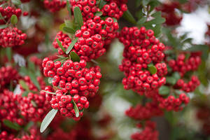 Red pommes of Firethorn (Pyracantha). Shot near TÅ-ji temple in Kyoto, Japan.