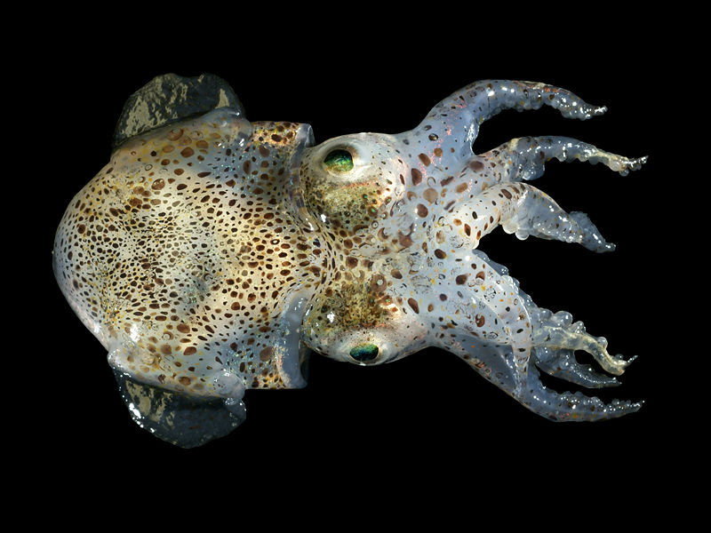 An Atlantic Bobtail from the Westdiep, Belgian continental shelf