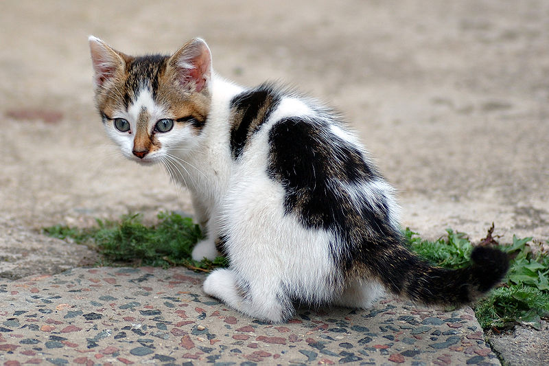 Six week old Kitten