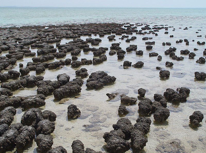 Living stromatolites