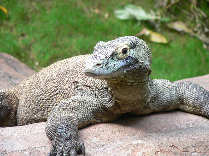 Varanus komodoensis - Komodo Dragon