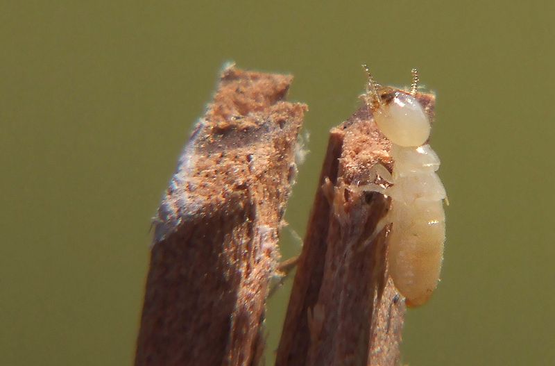 Worker termite