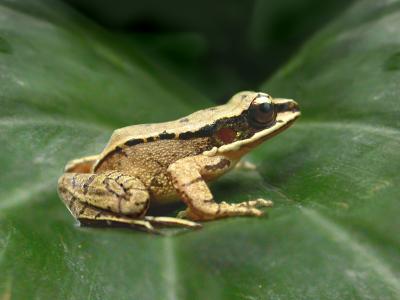 The concave-eared torrent frog