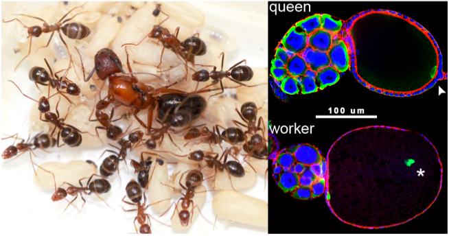 Ant social evolution