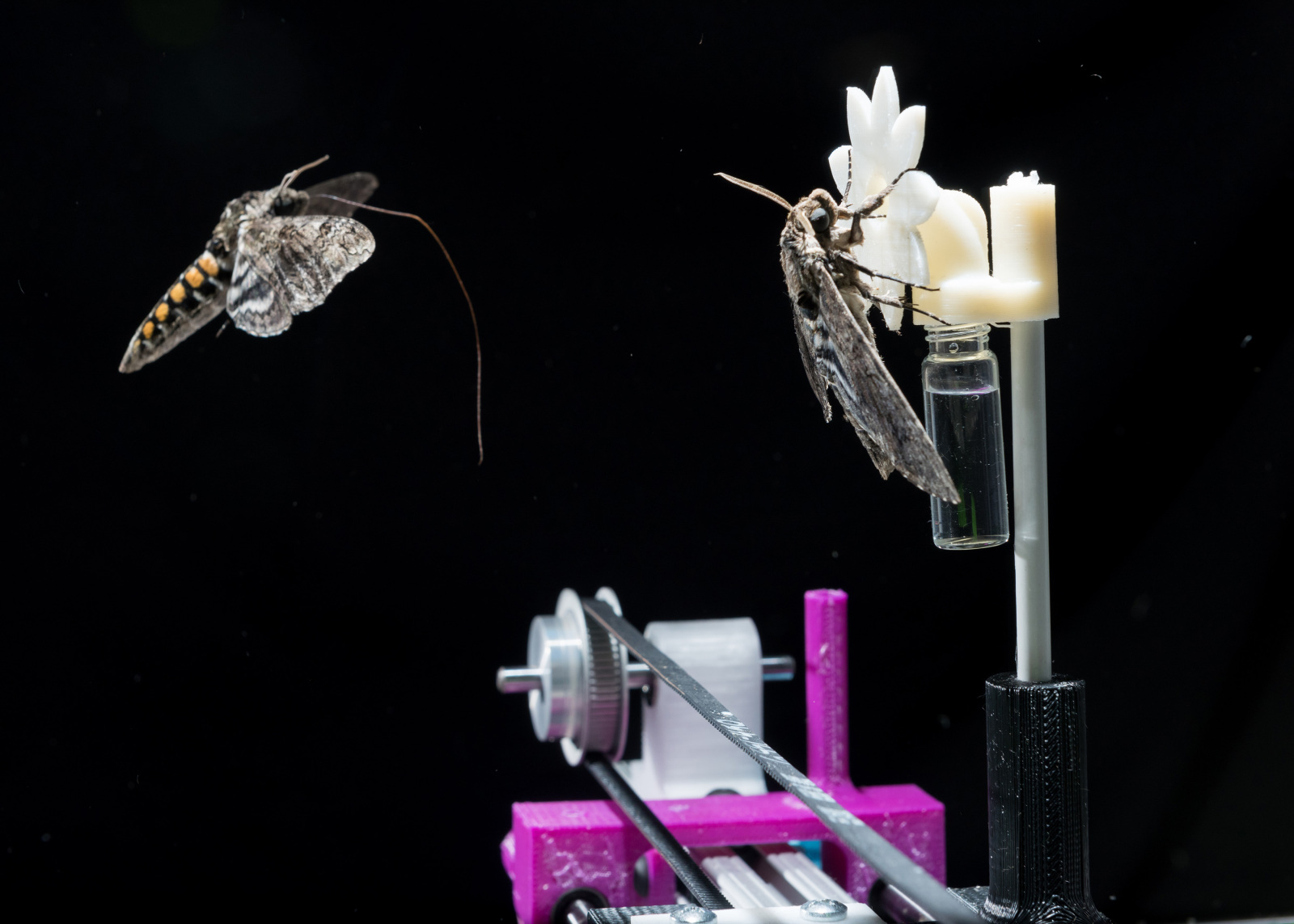 A hawkmoth with its proboscis extended.