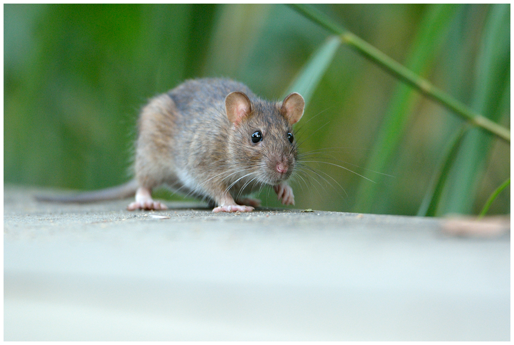 Rat