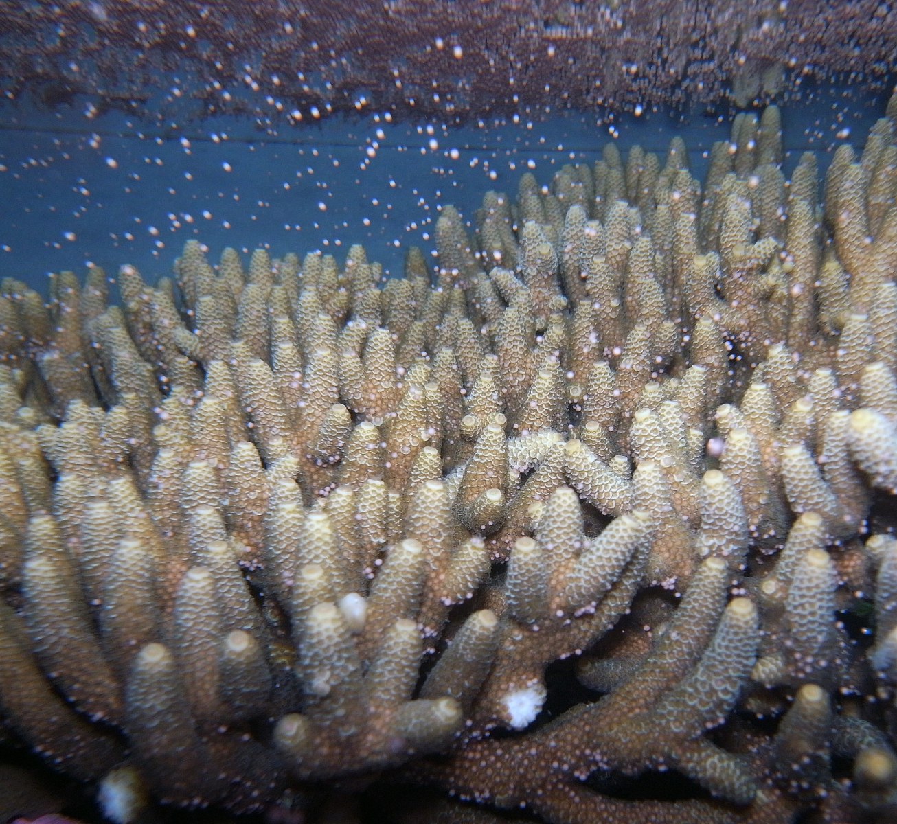 How can more than 100 different species of coral spawn at the same time?