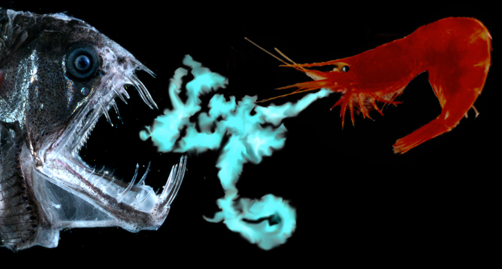 Acanthephyra spew defence