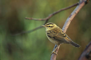 Sedge Bunting
