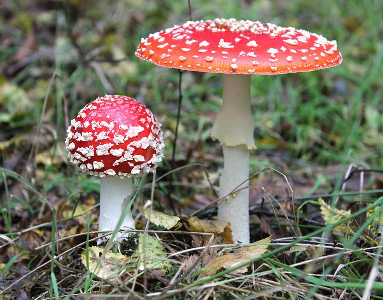 Amanita muscaria mushroom