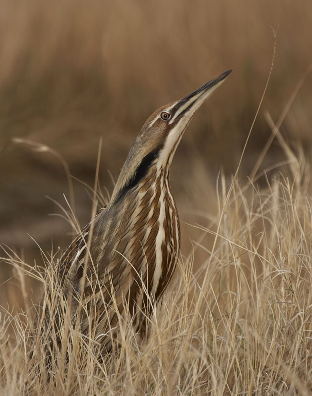 American Bittern (Botaurus lentiginosus)