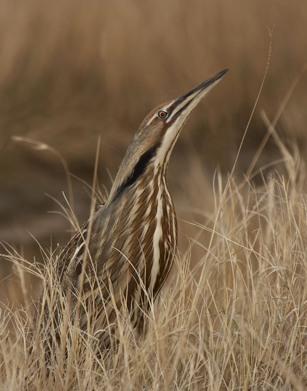 American Bittern (Botaurus lentiginosus) attempting to hide. A relative of the Bittern now returning to British Wetlands.