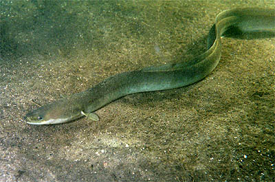 European eel (Anguilla anguilla) by Ron Offermans