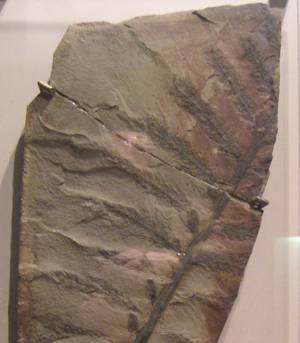 Archaeopteris hibernica fossil specimen in the National Museum of Natural History, Smithsonian Institution, Washington, DC, USA.