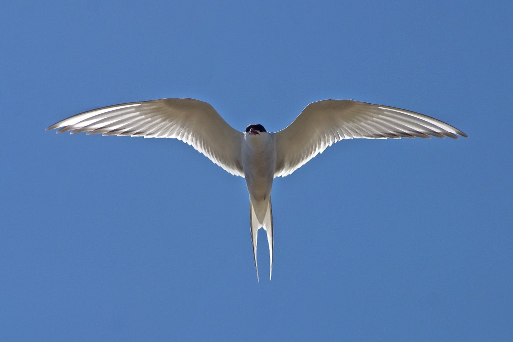Arctic tern