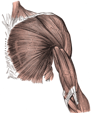 Arm muscles - front, superficial