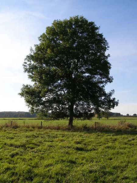 Ash Tree