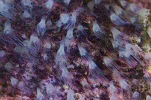 Aurelia aurita polyps