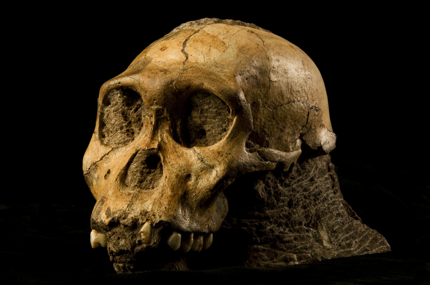 The cranium of Malapa hominid 1 (MH1) from South Africa, named \Karabo\. The combined fossil remains of this juvenile male is designated as the holotype for Australopithecus sediba.